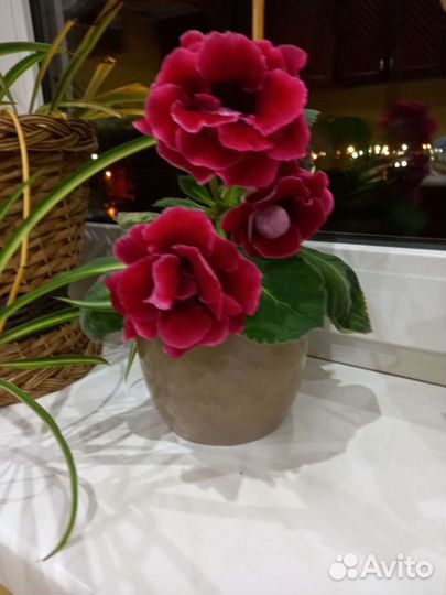 Листья глоксинии тидея фиол,красная,розоввя