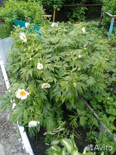 Пион- Марьин корень