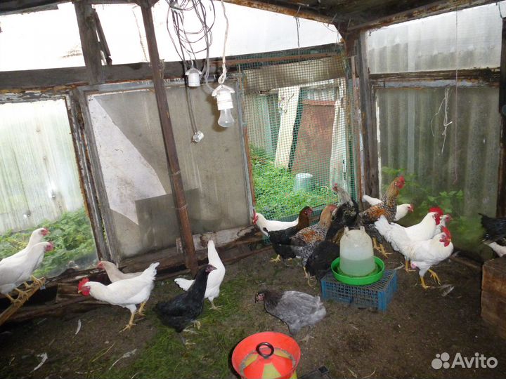 Продам петухов