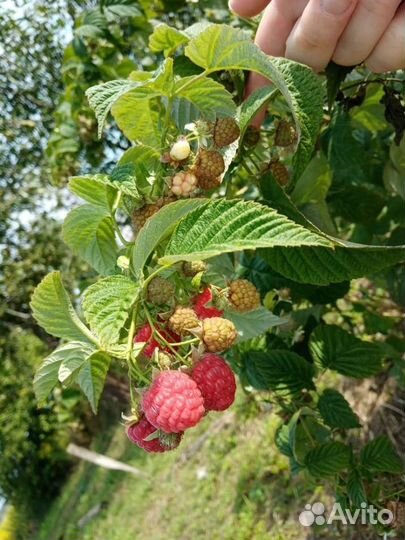 Ремонтантная малина