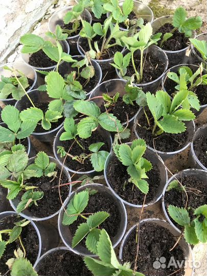 Рассада Усы Клубники в стаканчиках