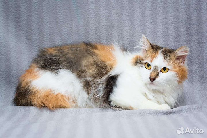 Трехцветная кошечка Мила