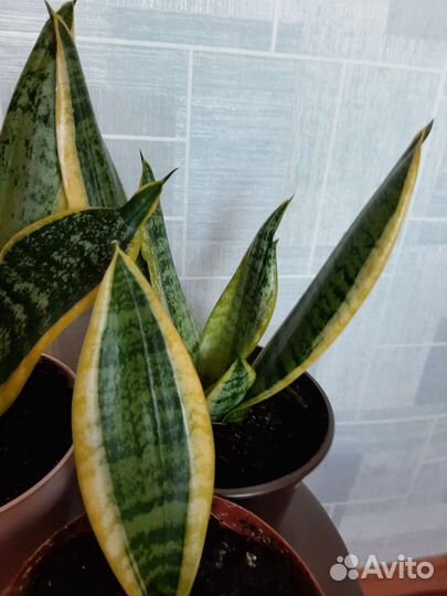 Сансевиерия лауренти