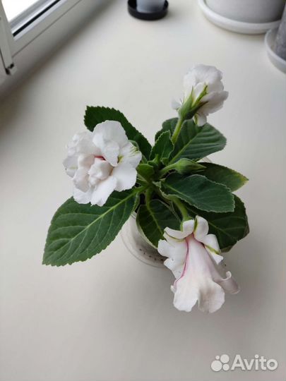 Глоксиния махровая, лист для посадки