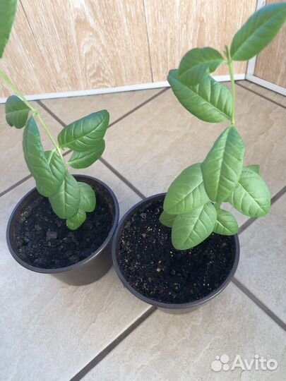 Экзотические растенияКвисквалис индийский