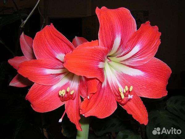 Гиппеаструм амариллис, луковицам 4 года, цветут