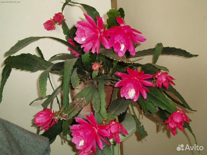 Зигокактус. Декабрист. Шлюмбергера