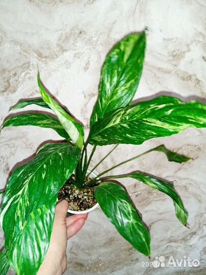 Спатифиллум