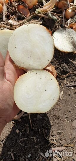 Лук Штутгарт опт