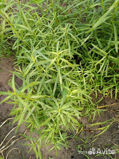 Цветок бадан, тархун, борвинок, хоста, лихнис