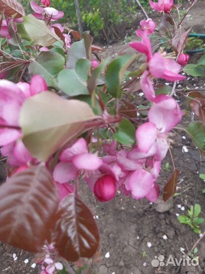 Саженцы декоративной яблони