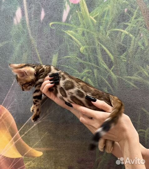 Бенгальские котята