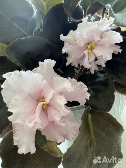 Фиалка сортовая