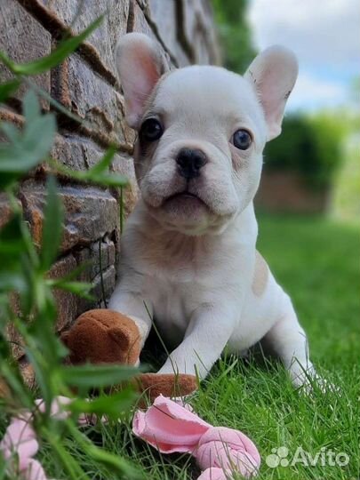 Французский бульдог