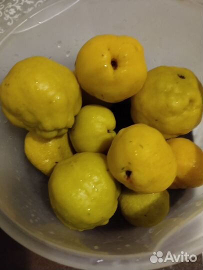 Айва японская саженцы