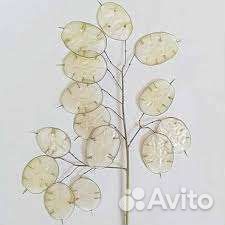 Семена Лунарии сухоцвет