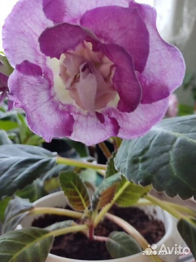 Глоксиния цветущая