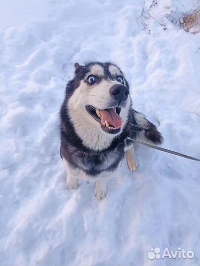 Сибирский хаски