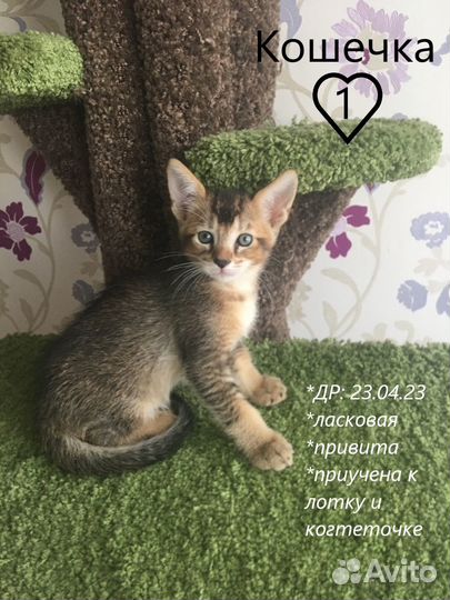 Уникальные и редчайшие котята чаузи ф2