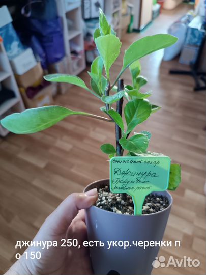 Комнатные цветы