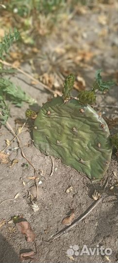 Кактус уличный морозостойкий с желтыми цветами