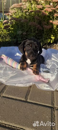 Щенки таксы