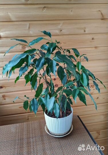 Фикус бенджамина