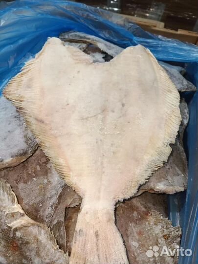 Камбала. Доставка бесплатно