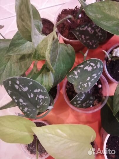 Эпипремниум