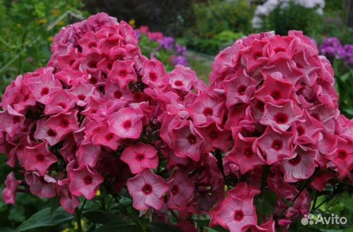 Флоксы сортовые