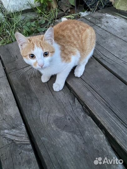 Котик, ловит мышей