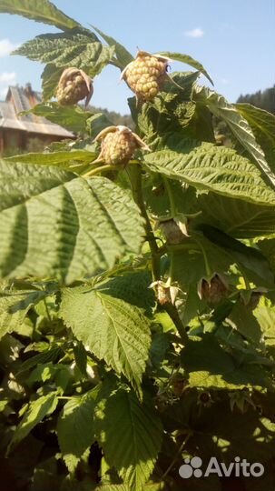 Малину ремонтантную