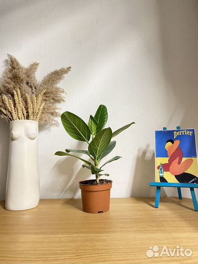 Фикус бенгальский одри