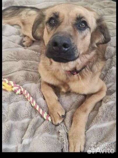 Собака Вечный двигатель