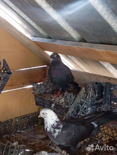 Голуби бакинцы