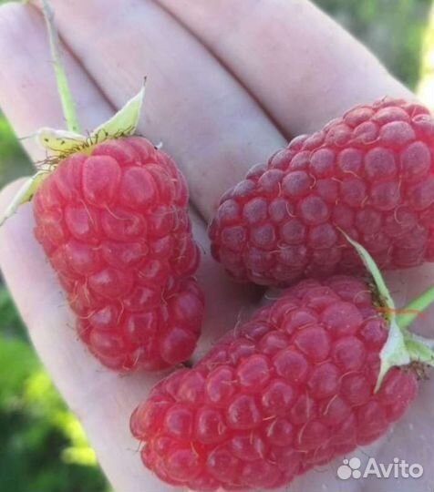 Саженцы ремонтантной и летней малины