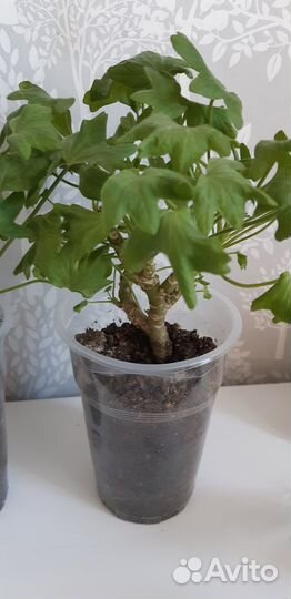 Пеларгонии Richard Hodgson и Pink chart