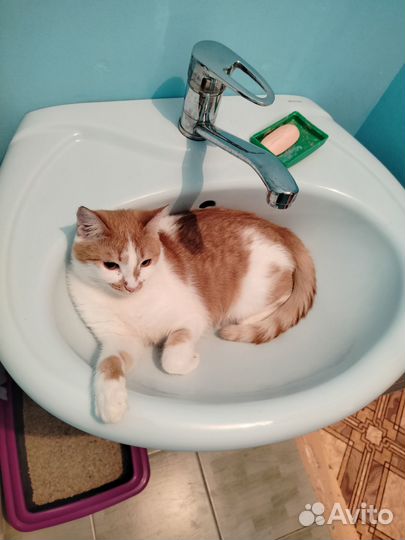 Кошки в добрые руки бесплатно