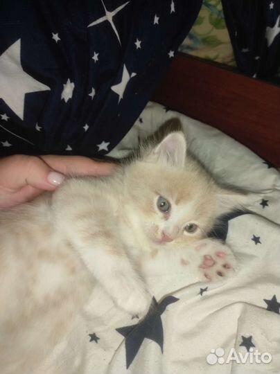 Котик в добрые руки