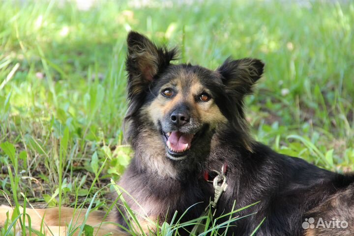 Ириска. Собака ищет дом