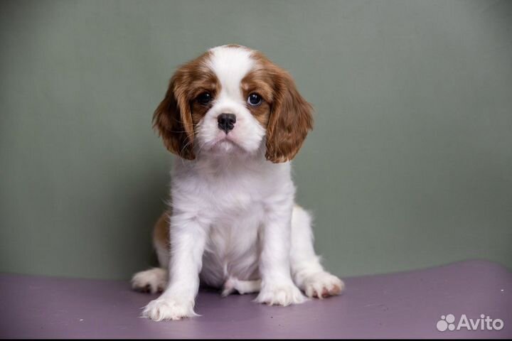 Щенки Кавалер кинг чарльз спаниель