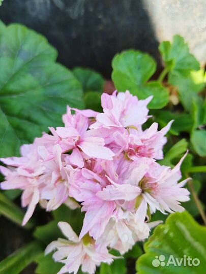 Пеларгония герань