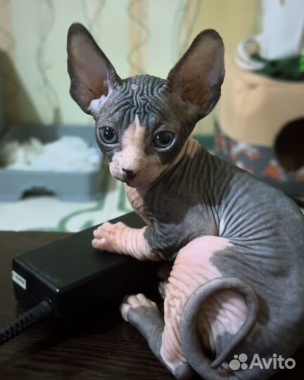 Котенок сфинкс
