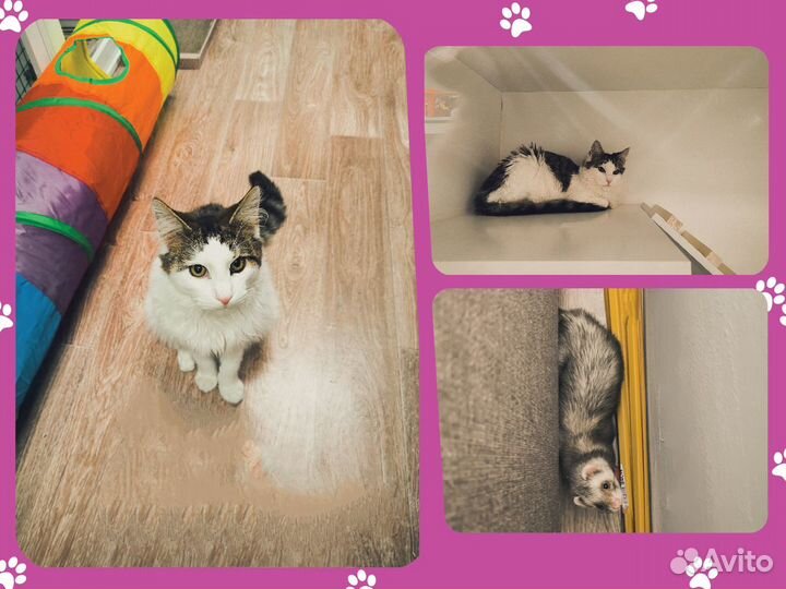 Передержка животных