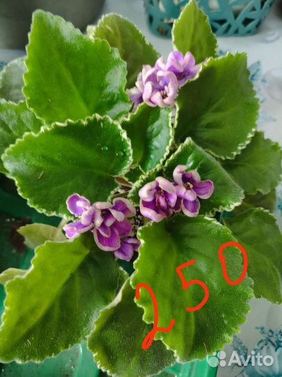 Фиалка в горшках