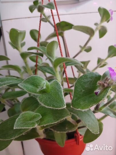 Традесканция пушистая в кашпо