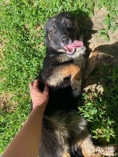 Собака в добрые руки