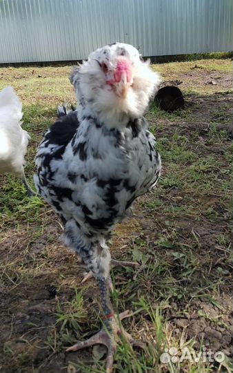 Гергебильские куры, петушки