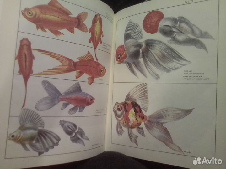 Кочетов А.М.С. разведенэкзотическихаквариумныхрыб