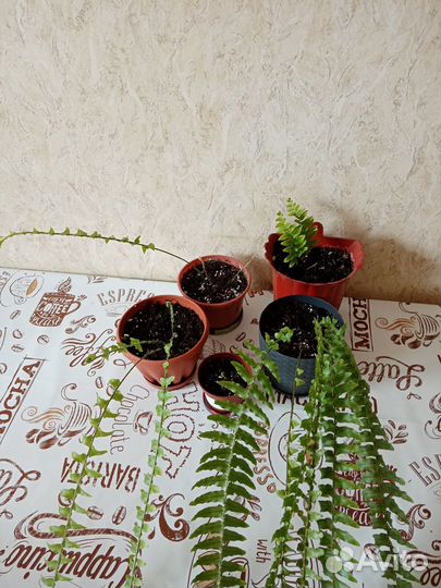 Продам цветы комнатные